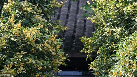 桂花風水五行|【桂花風水五行】揭秘：桂花樹風水五行與禁忌，影響家宅吉凶！。